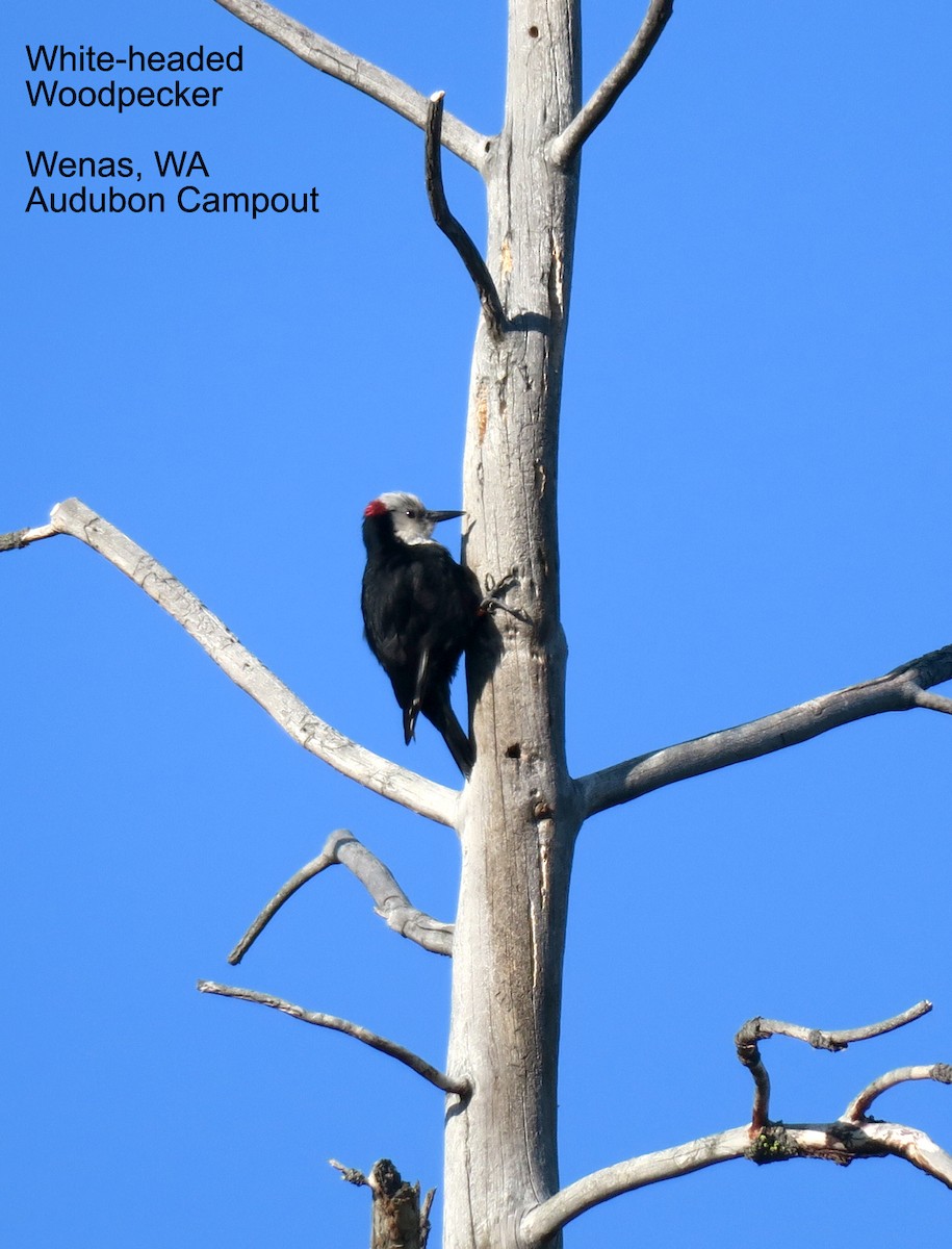 White-headed Woodpecker - ML585332841