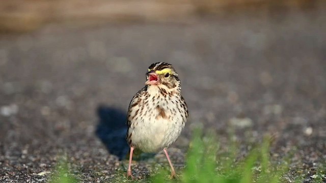 サバンナシトド（sandwichensis グループ） - ML585332861