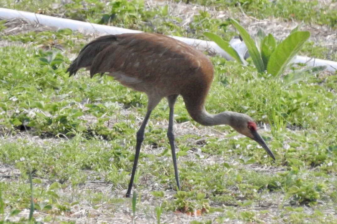 Sandhill Crane - ML585333541