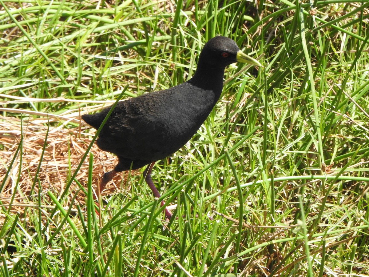 Black Crake - ML585334021