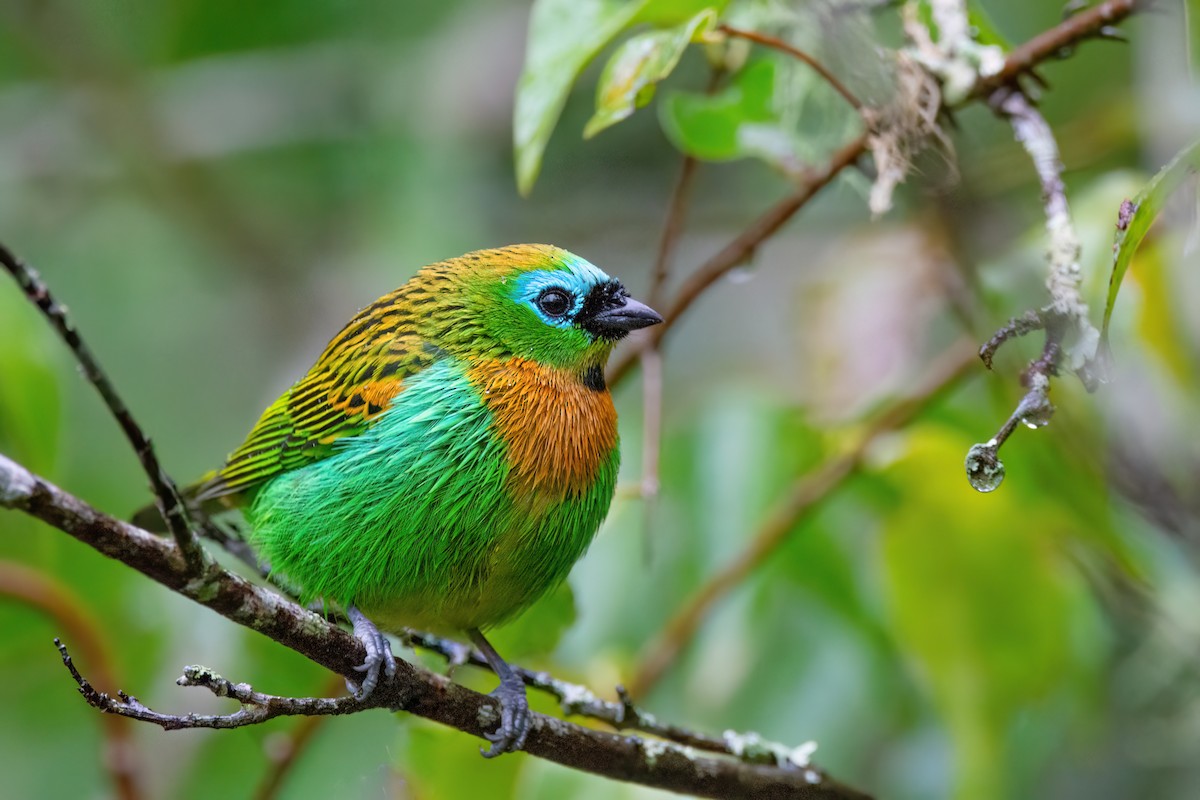 Brassy-breasted Tanager - ML585334781