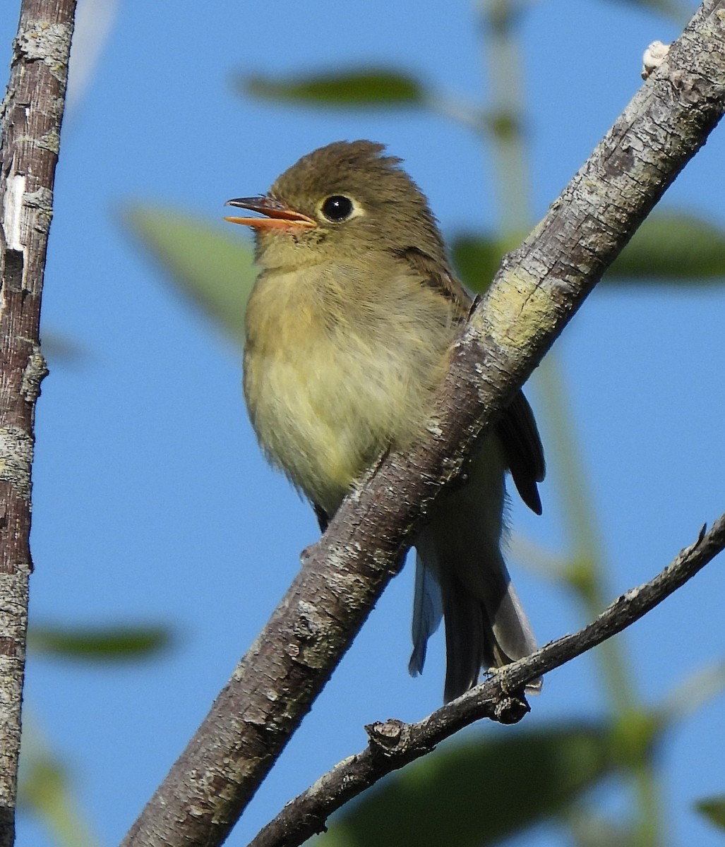 Western Flycatcher (Pacific-slope) - ML585335121