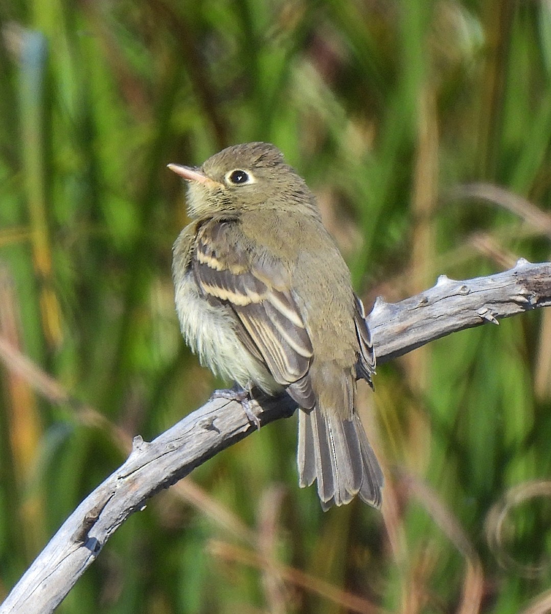 Western Flycatcher (Pacific-slope) - ML585335521