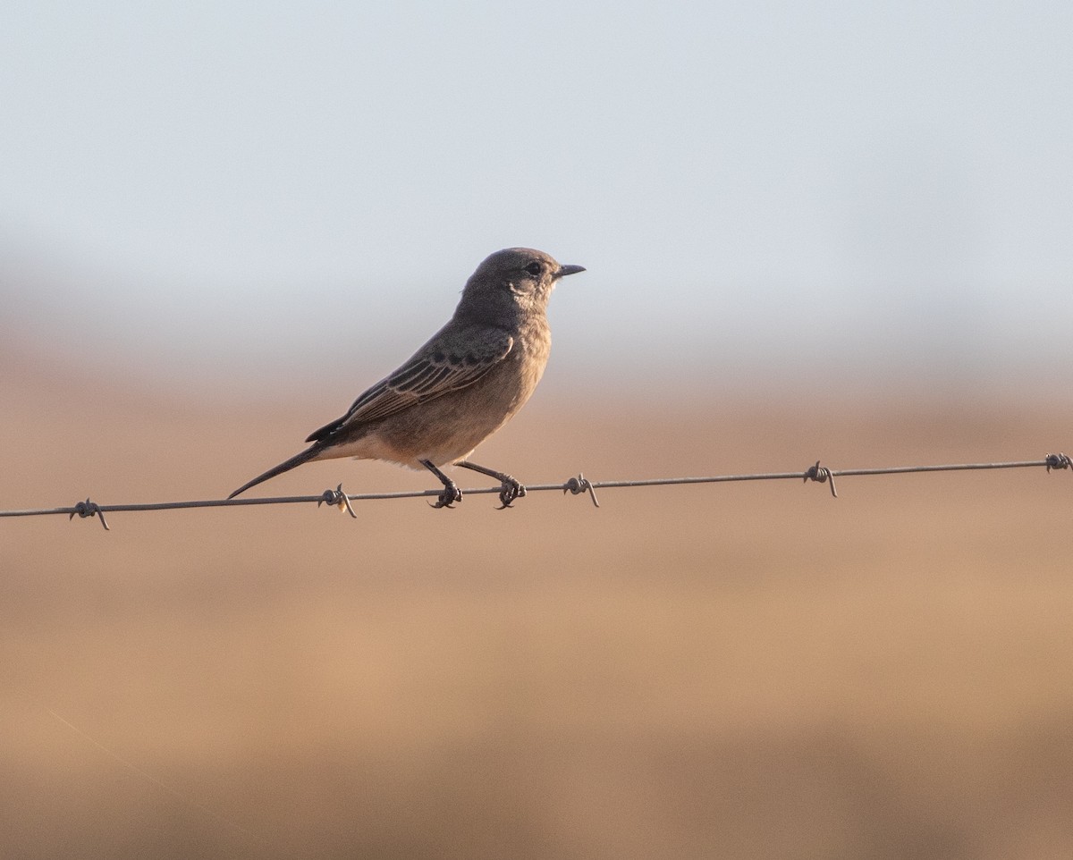 Chat Flycatcher - ML585335801