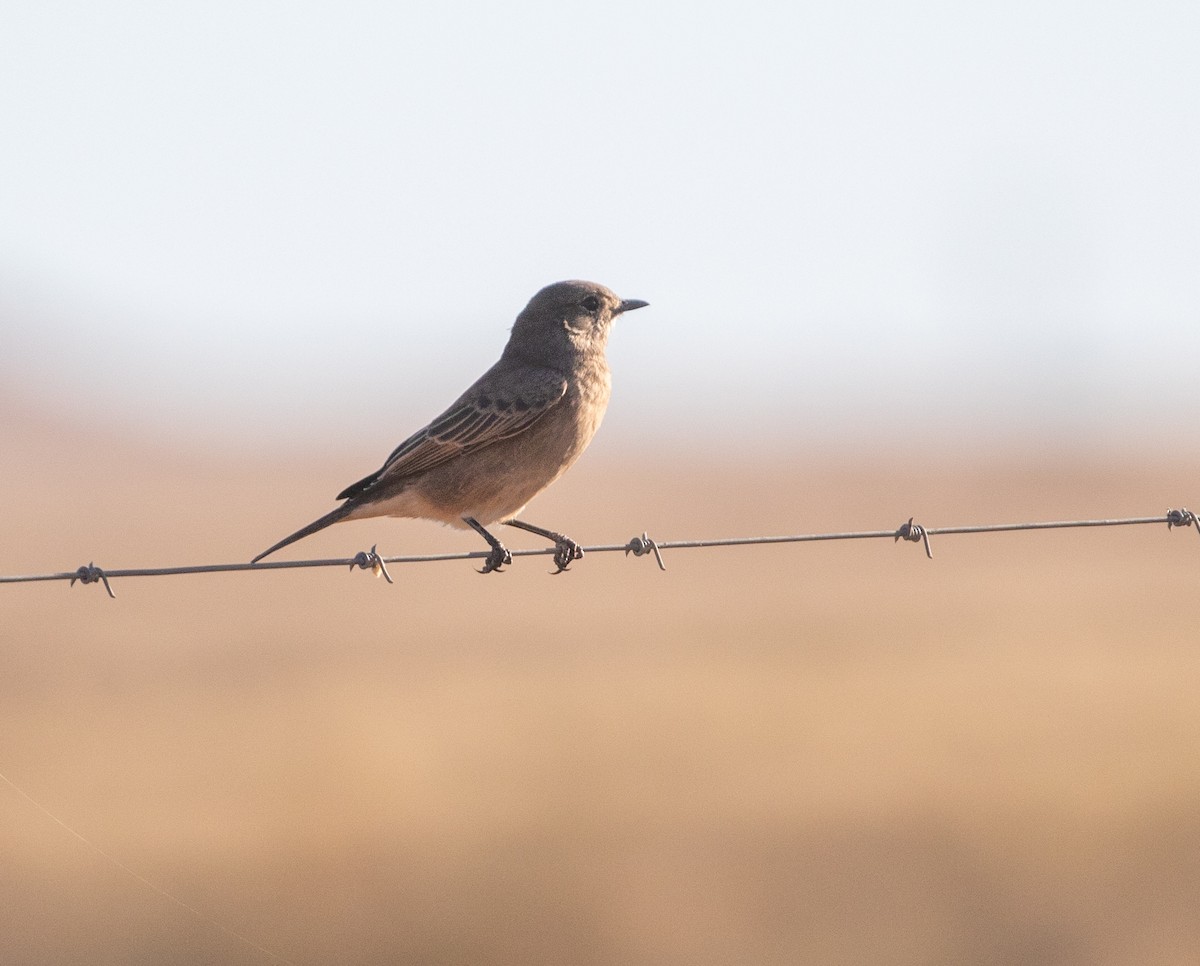 Chat Flycatcher - ML585335811