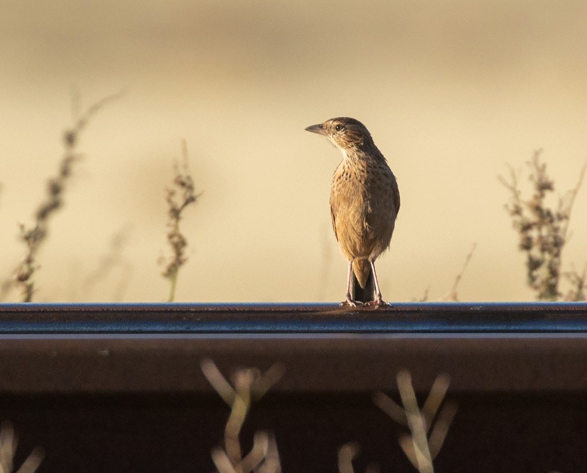 Eastern Clapper Lark - ML585335961