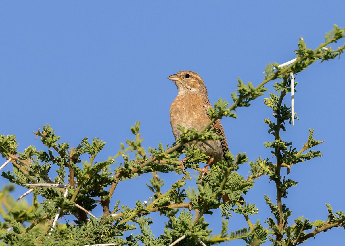 Lark-like Bunting - ML585336421