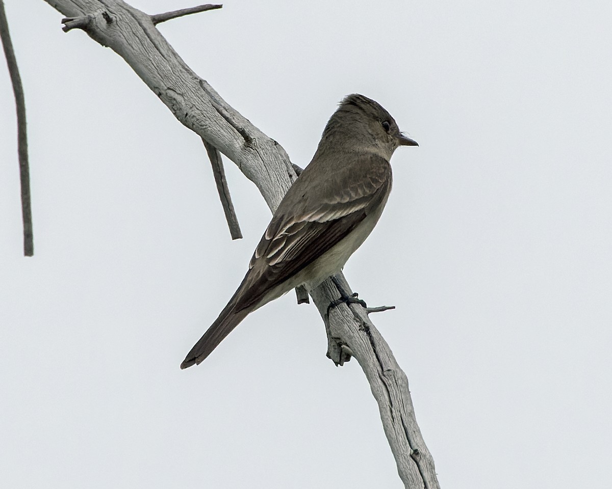 Western Wood-Pewee - ML585337031