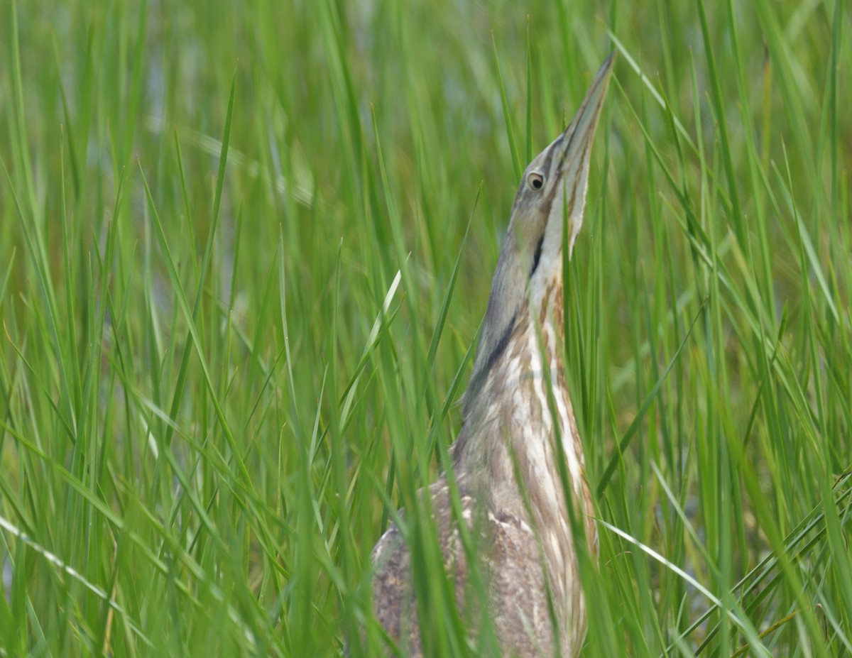 American Bittern - ML585337181