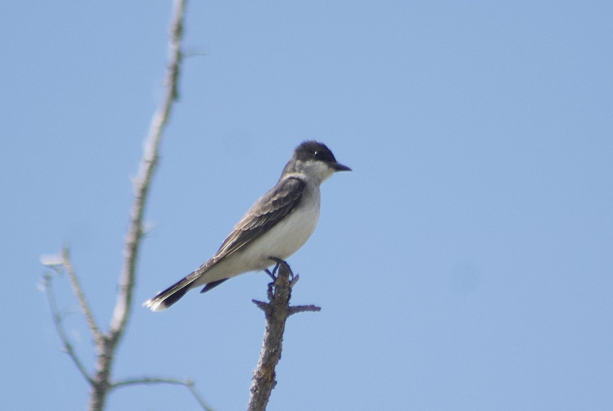 Eastern Kingbird - ML585337911