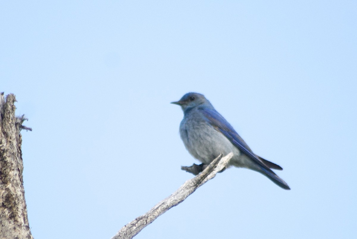 Mountain Bluebird - ML585338051