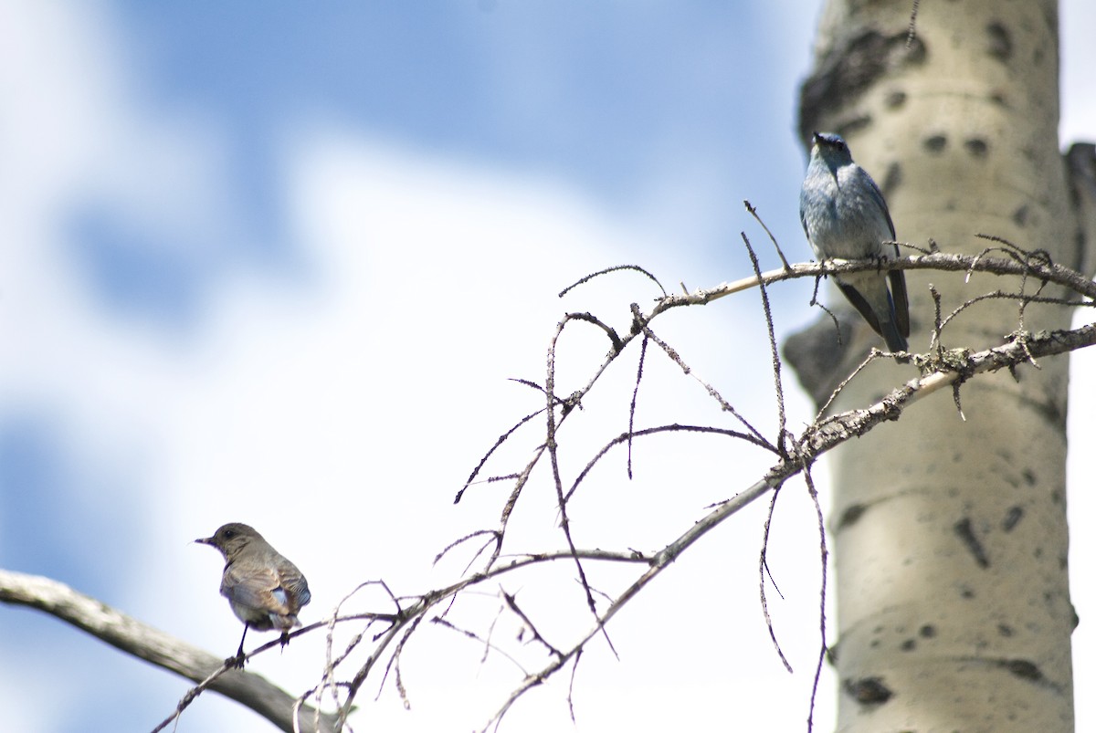 Mountain Bluebird - ML585338061