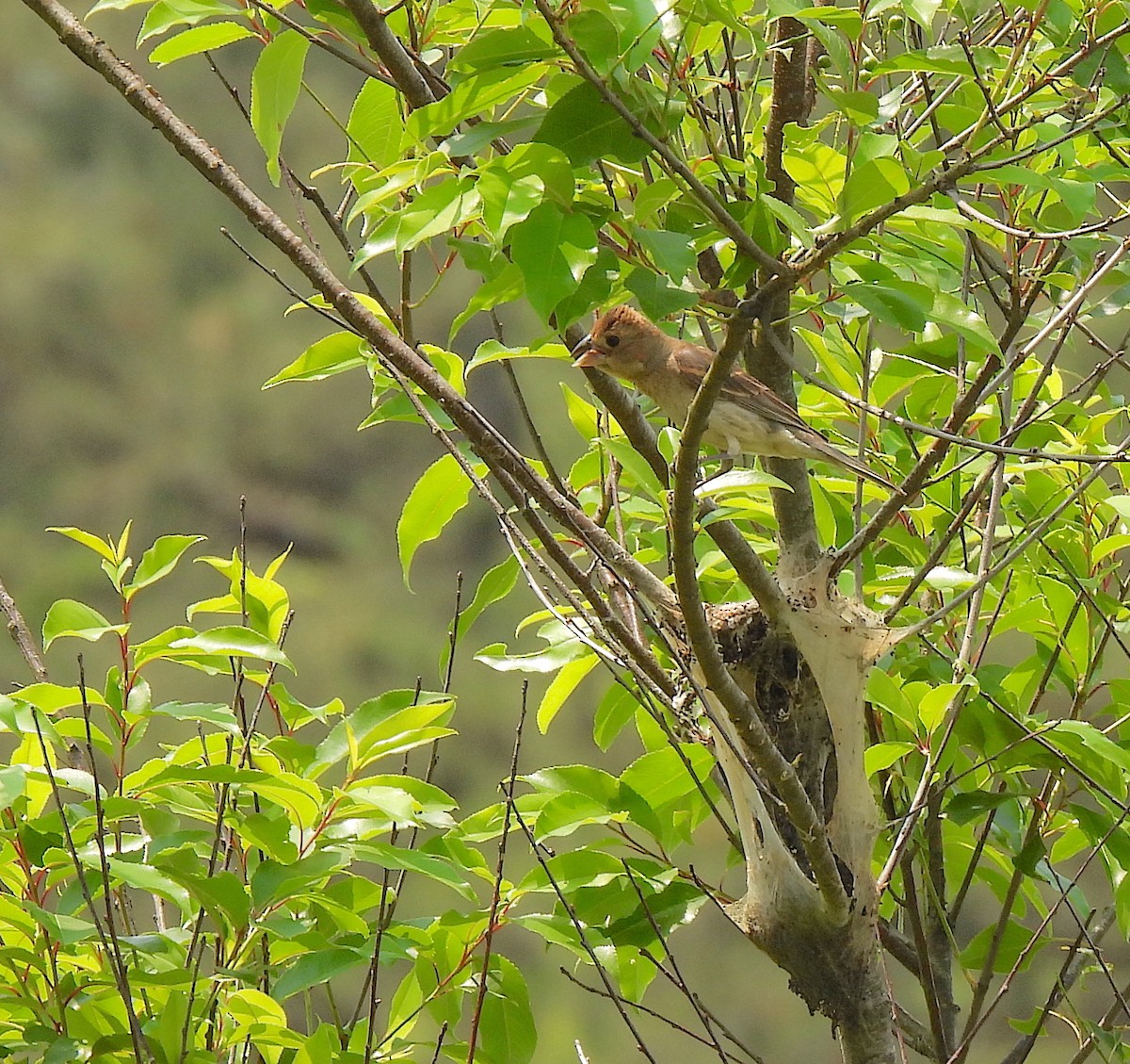 Blue Grosbeak - ML585338131