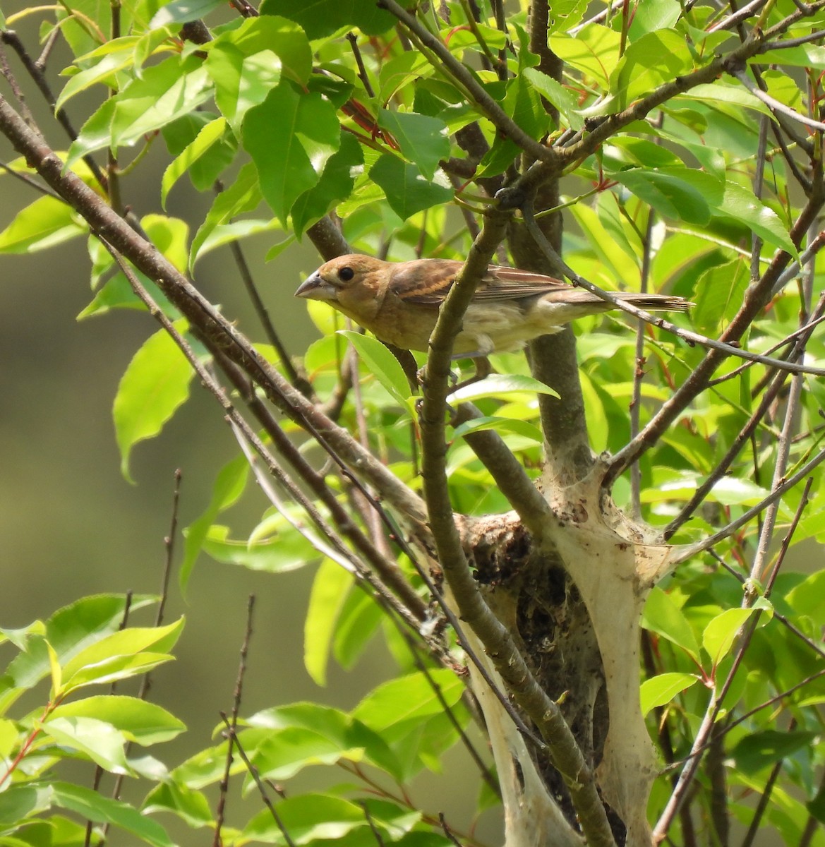 Blue Grosbeak - ML585338141