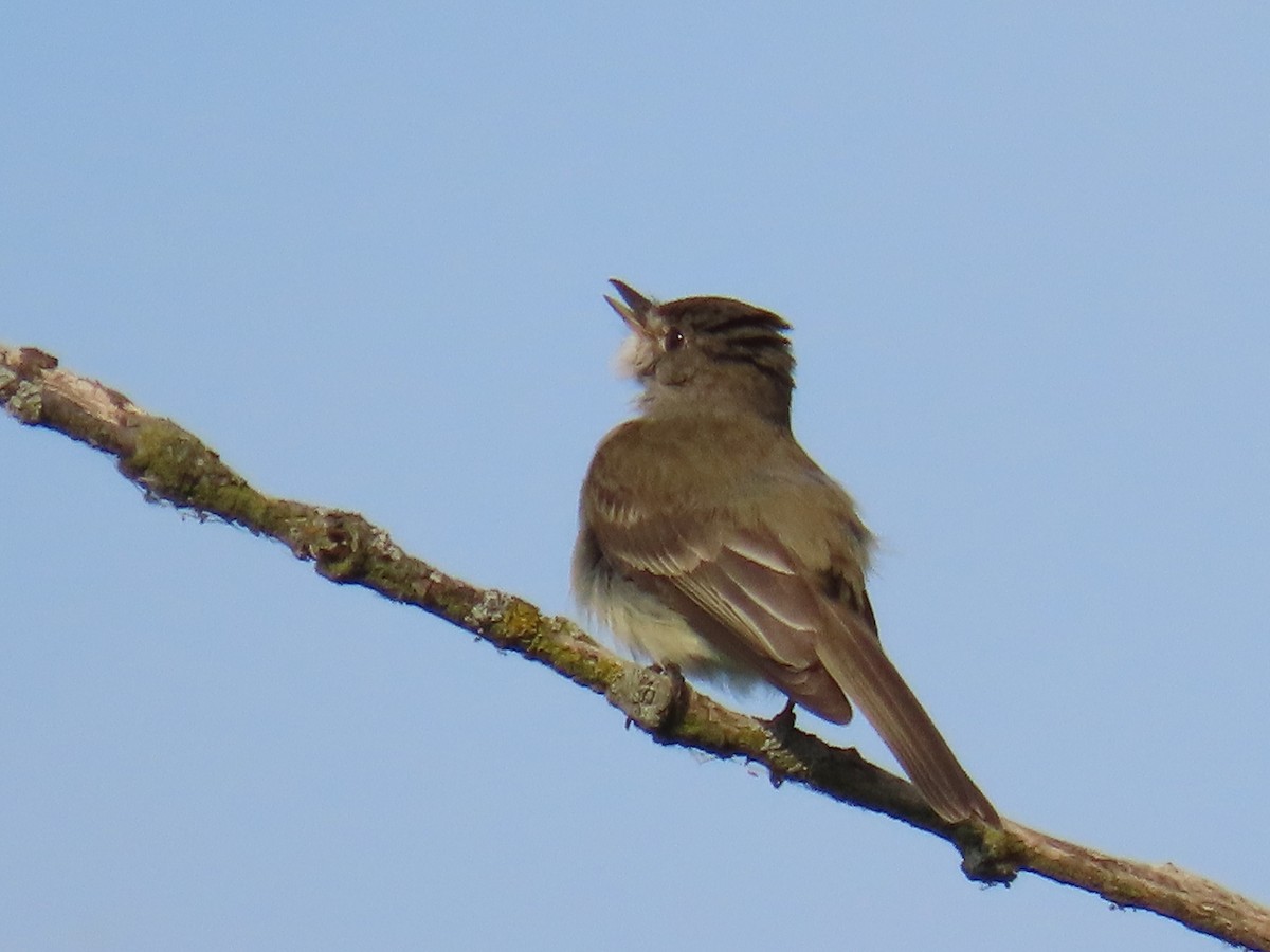 Willow Flycatcher - ML585338171