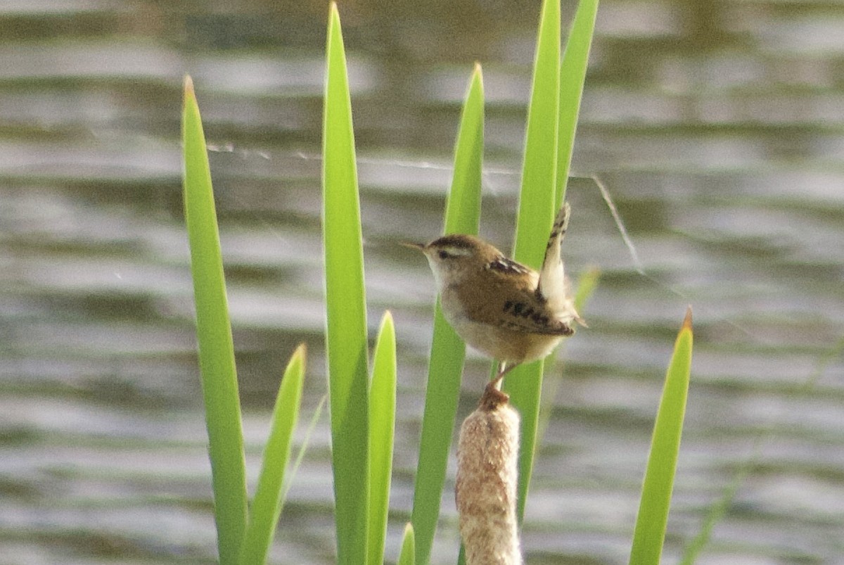 Marsh Wren - ML585338591