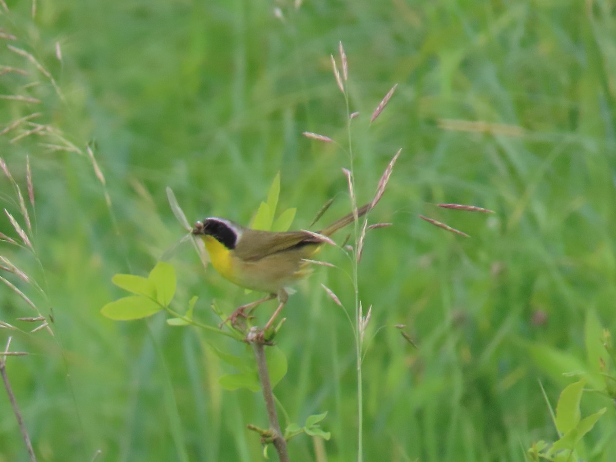 Common Yellowthroat - ML585338611