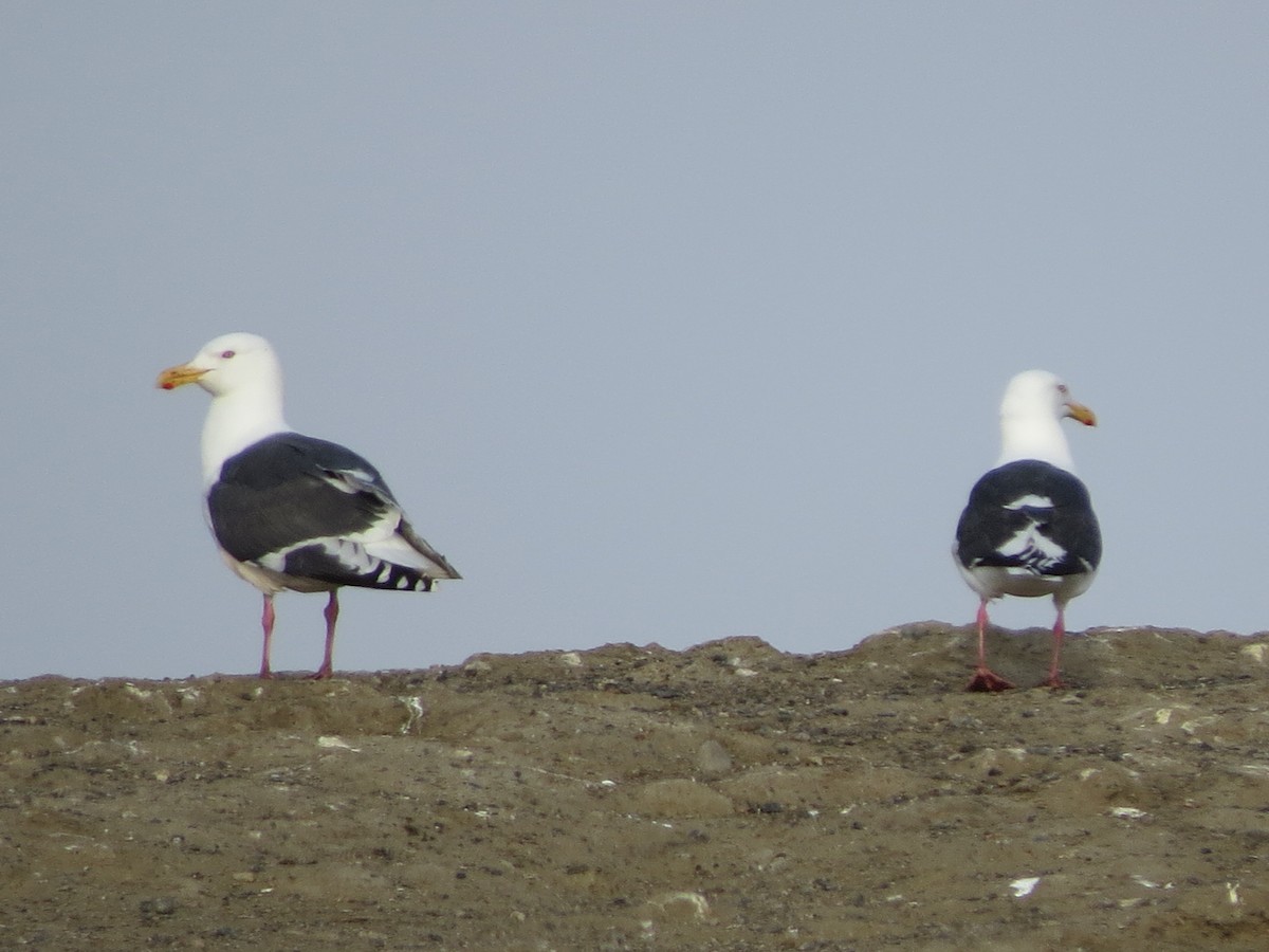 Gaviota de Kamchatka - ML585338731