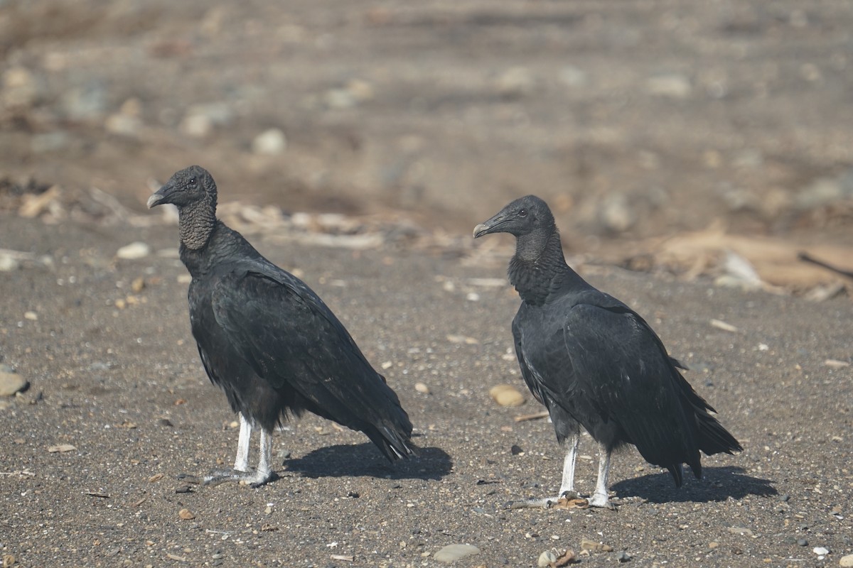 Black Vulture - tyler krul
