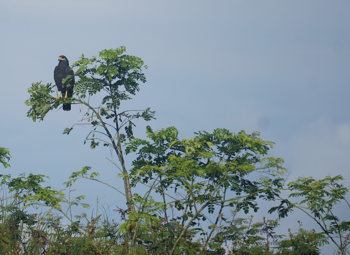 Common Black Hawk - tyler krul