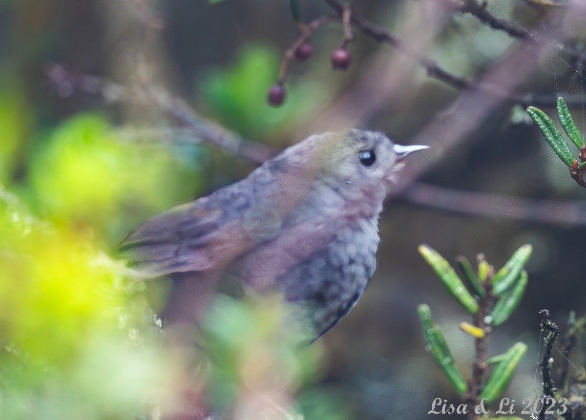 Pale-bellied Tapaculo - ML585340821