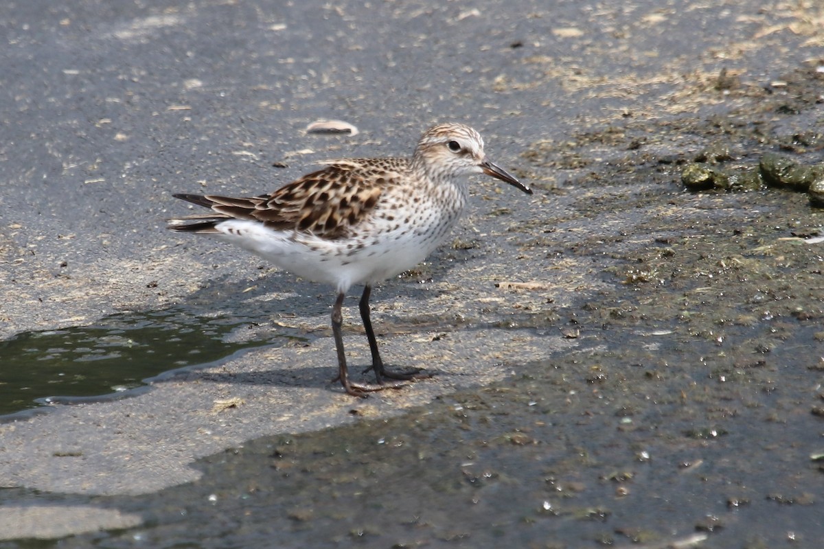 Weißbürzel-Strandläufer - ML585341981