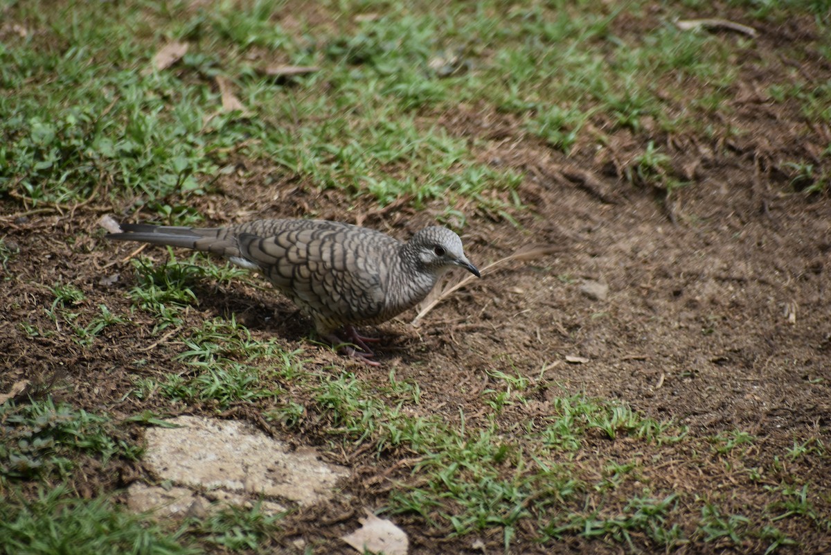 Inca Dove - ML585344251