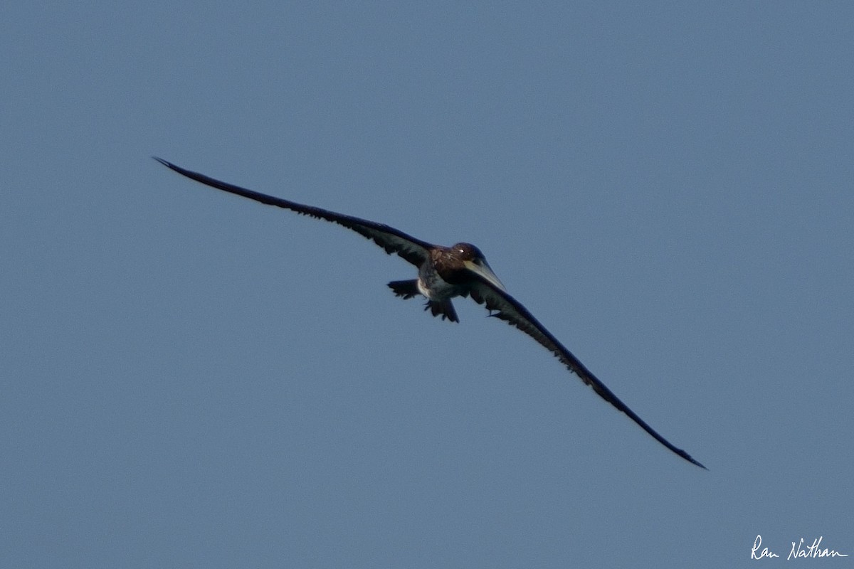 Brown Booby - Ran Nathan