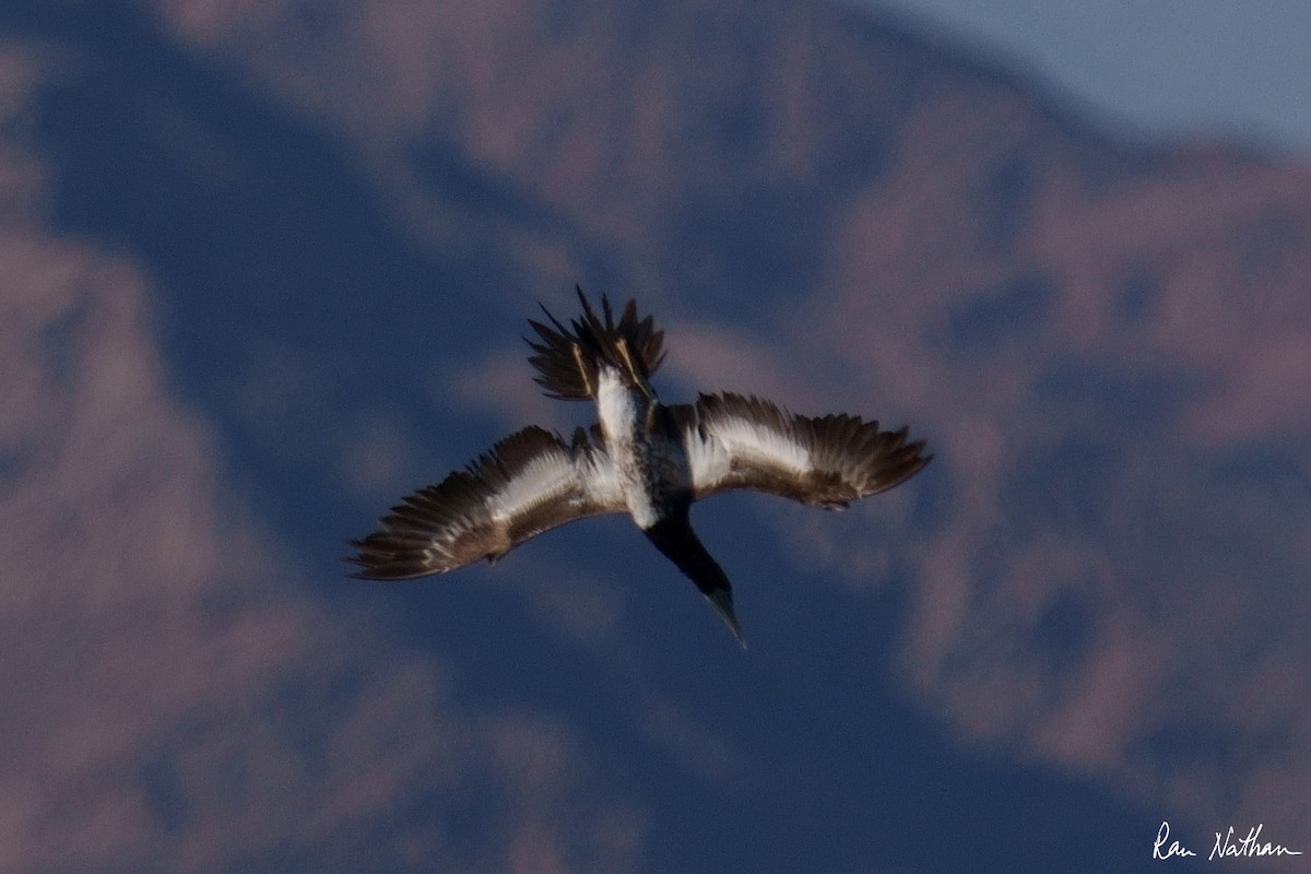 Brown Booby - ML585344491