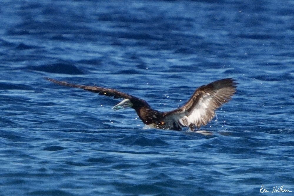 Brown Booby - Ran Nathan