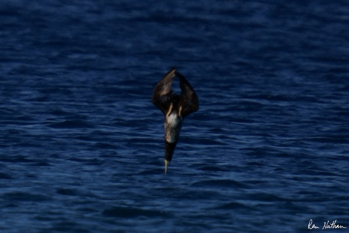 Brown Booby - Ran Nathan