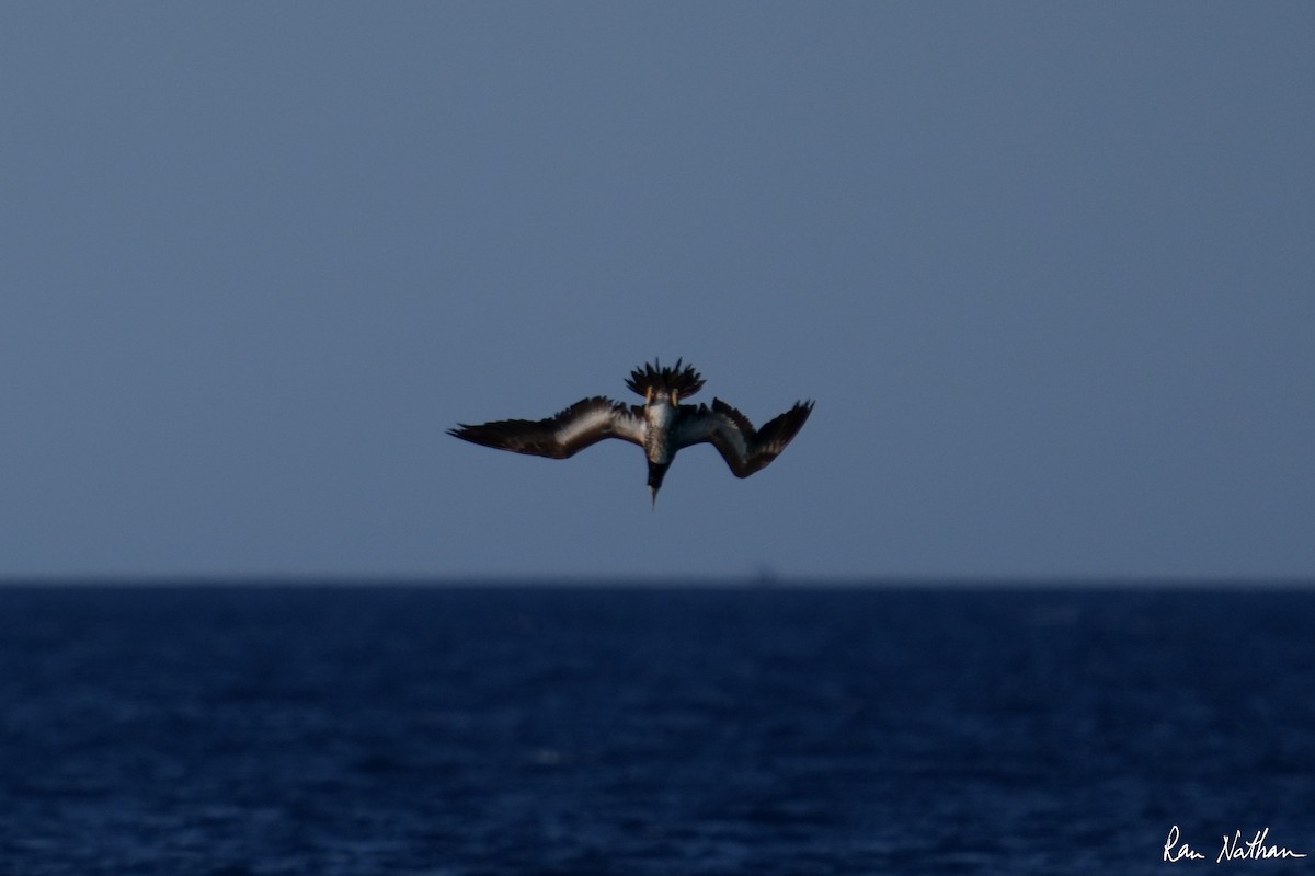 Brown Booby - Ran Nathan