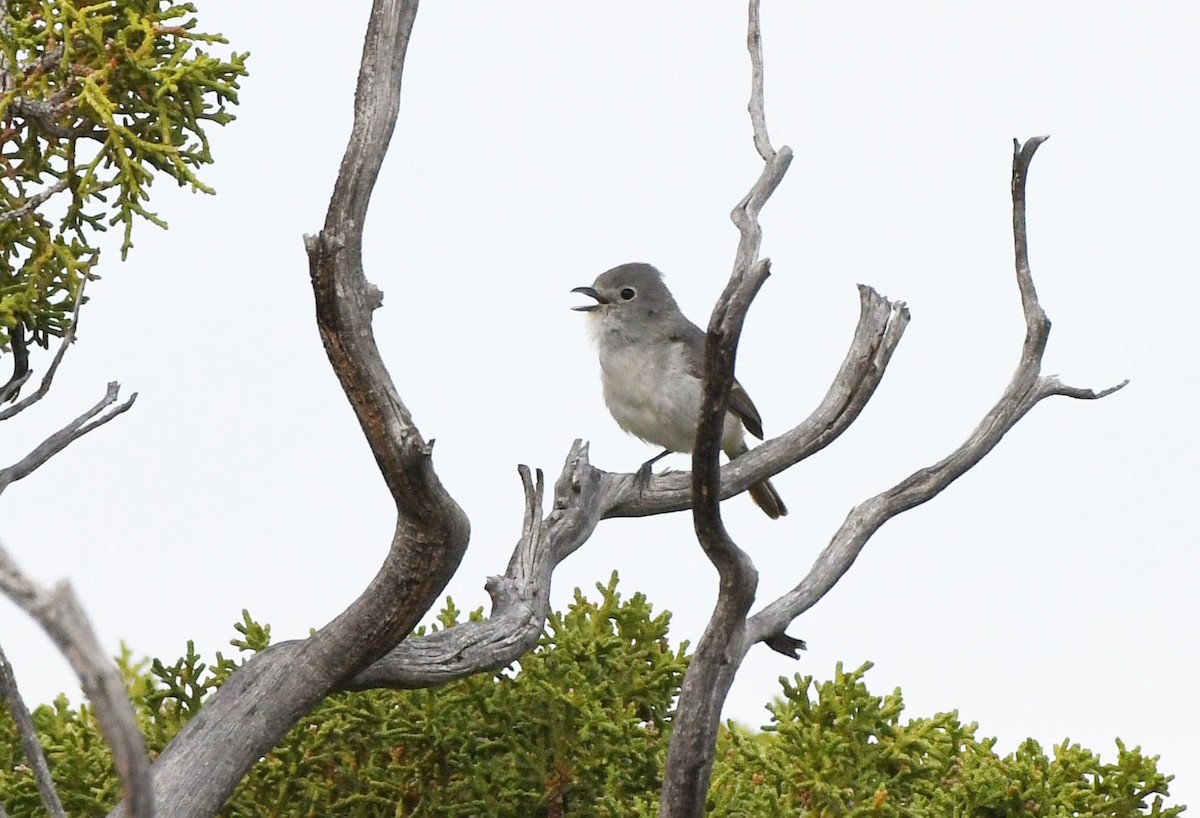 Gray Vireo - ML585344941