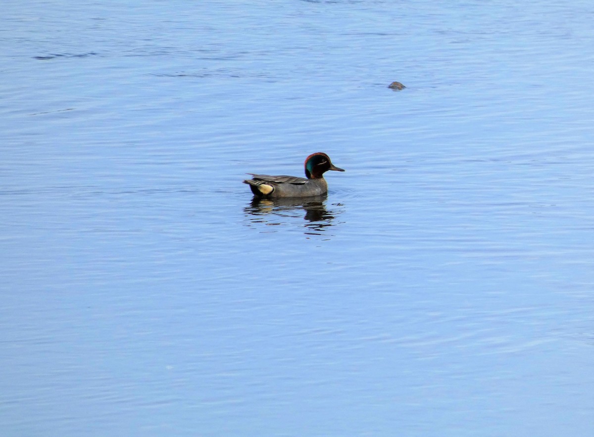 Green-winged Teal - ML585345021