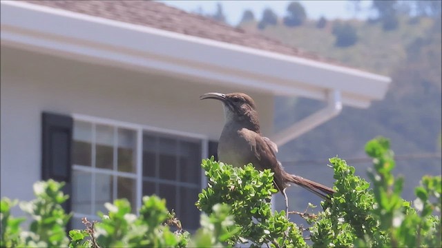 California Thrasher - ML585345961