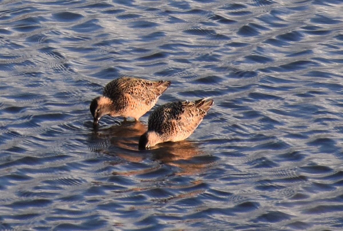 Long-billed Dowitcher - ML58534681