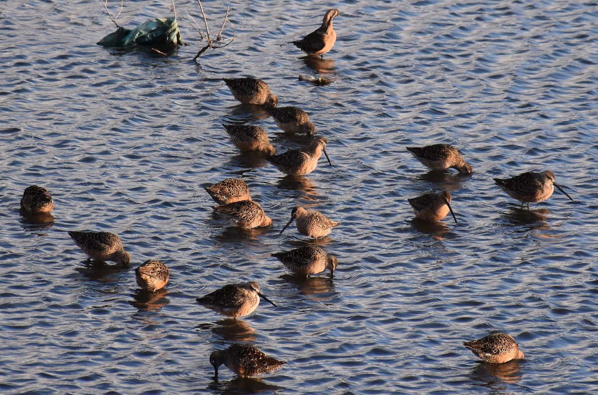 Long-billed Dowitcher - ML58534741