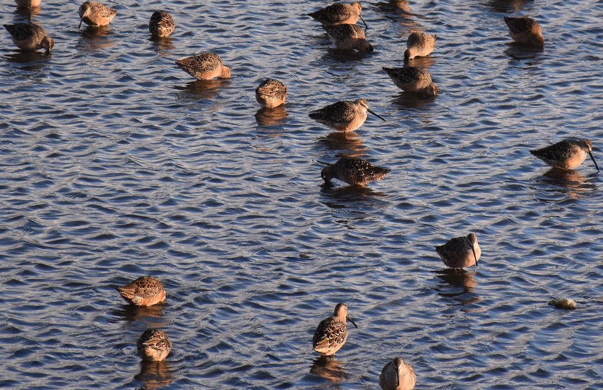 Long-billed Dowitcher - ML58534751