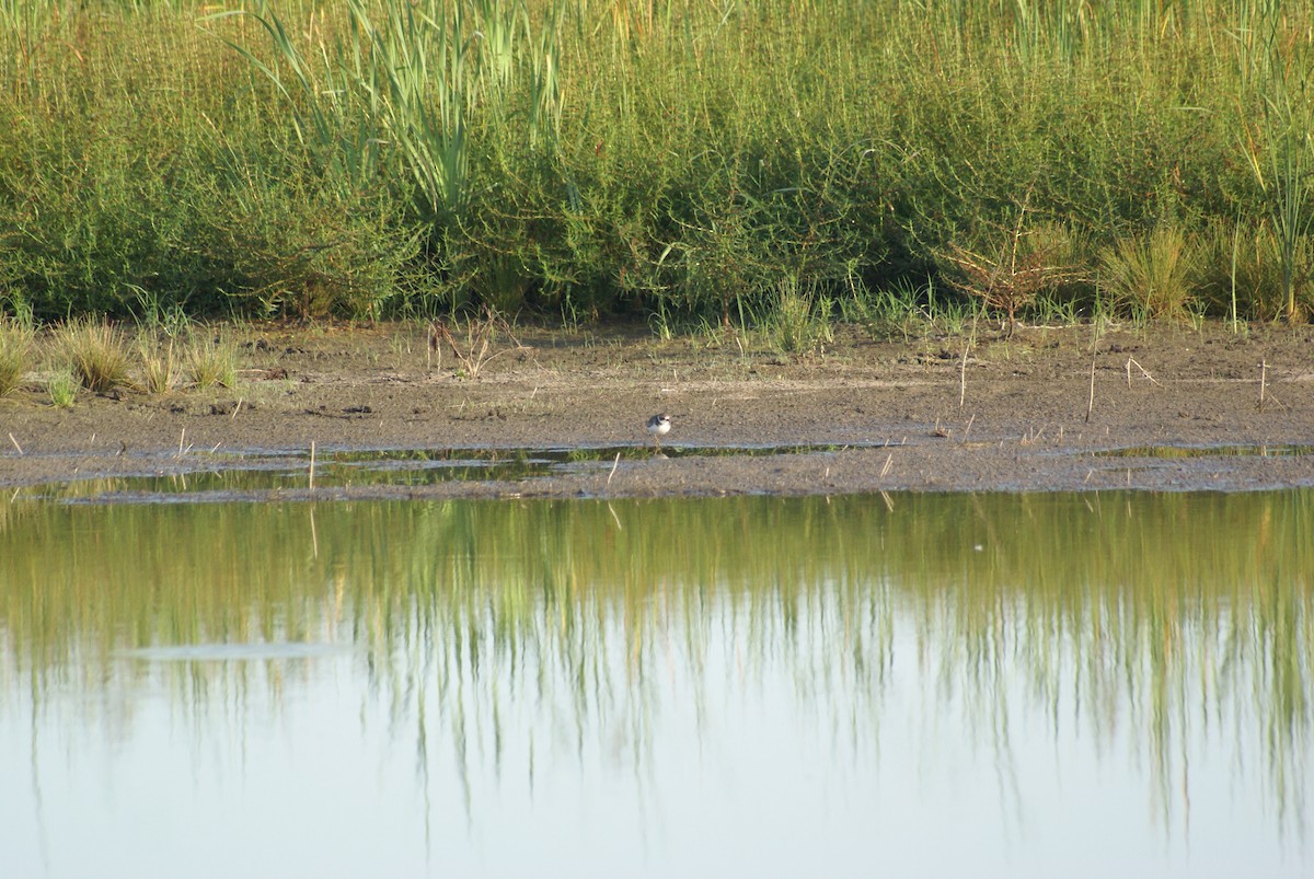 Piping Plover - ML585348031