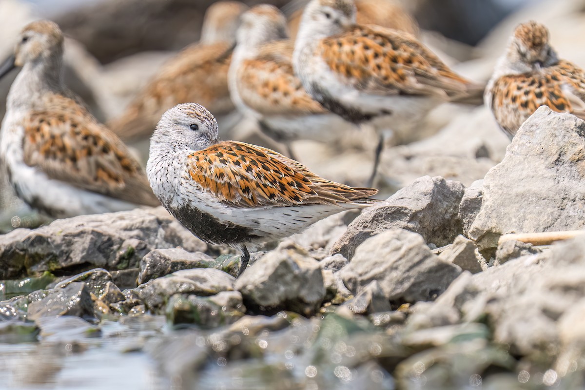 Dunlin - ML585348361