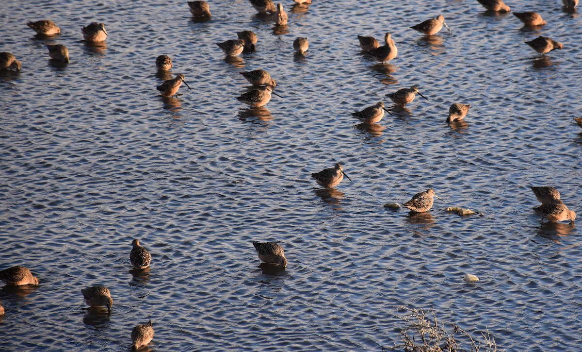 Long-billed Dowitcher - ML58534861