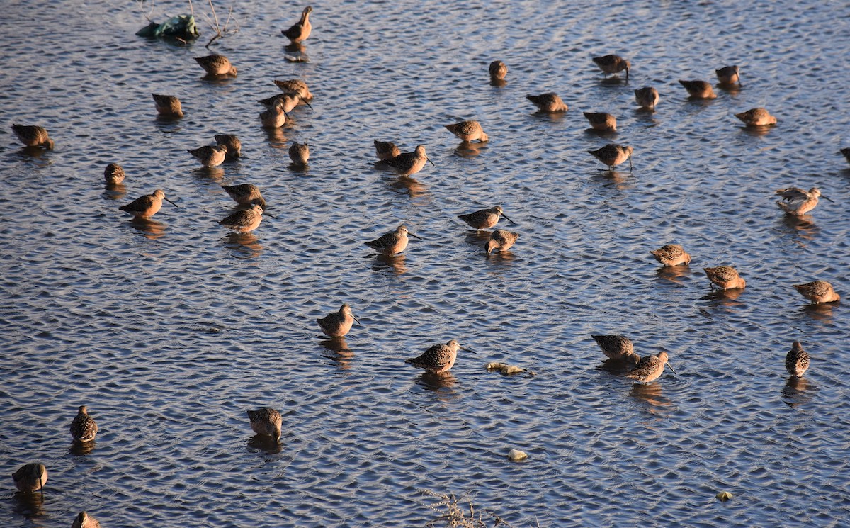 Long-billed Dowitcher - ML58534871