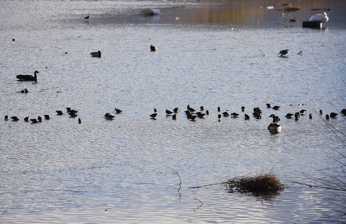 Long-billed Dowitcher - David Wheeler