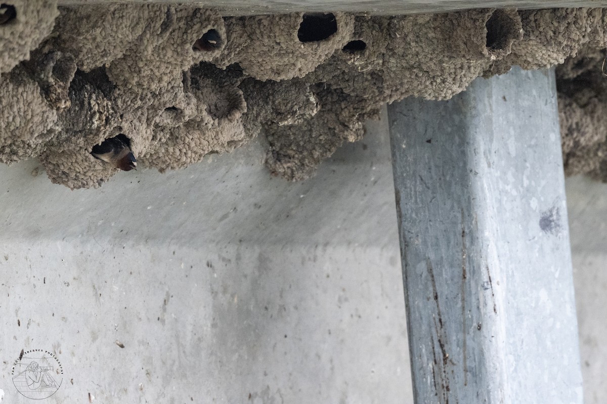 Cliff Swallow (pyrrhonota Group) - ML585349531