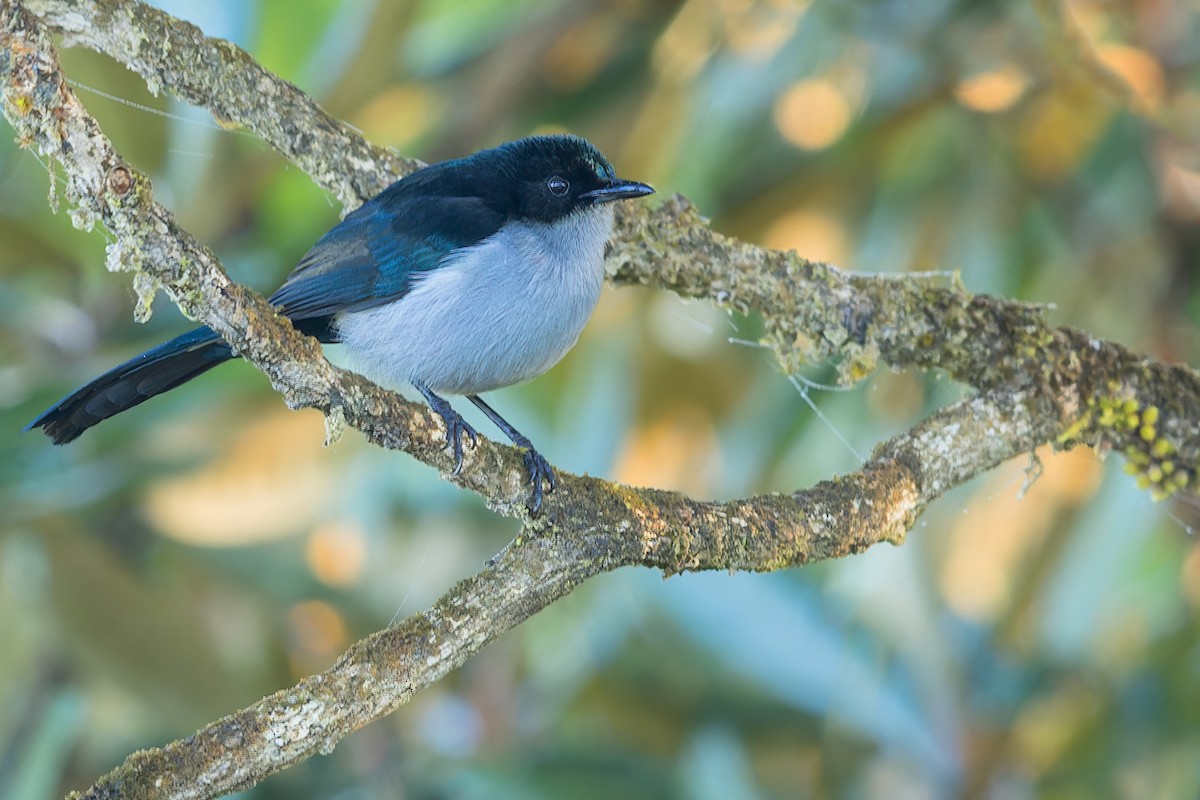 Fan-tailed Berrypecker - ML585349741