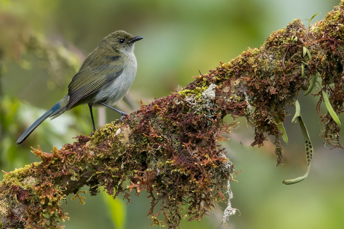 Fan-tailed Berrypecker - ML585349831