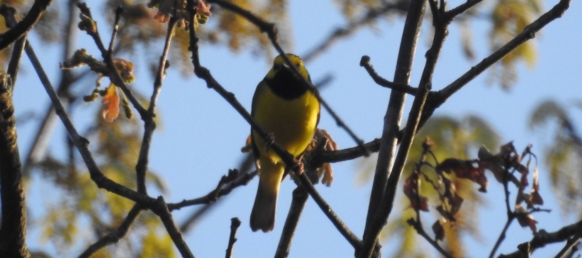 Hooded Warbler - ML58535111