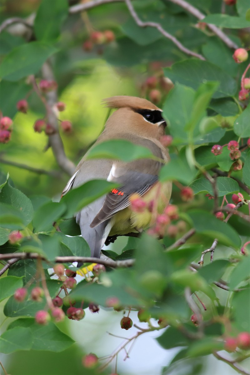 Cedar Waxwing - ML585351641