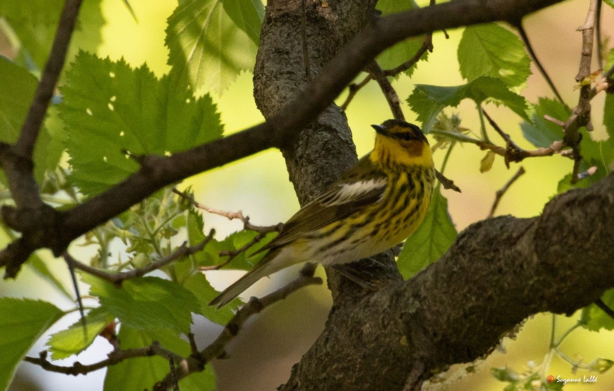 Cape May Warbler - ML58535201