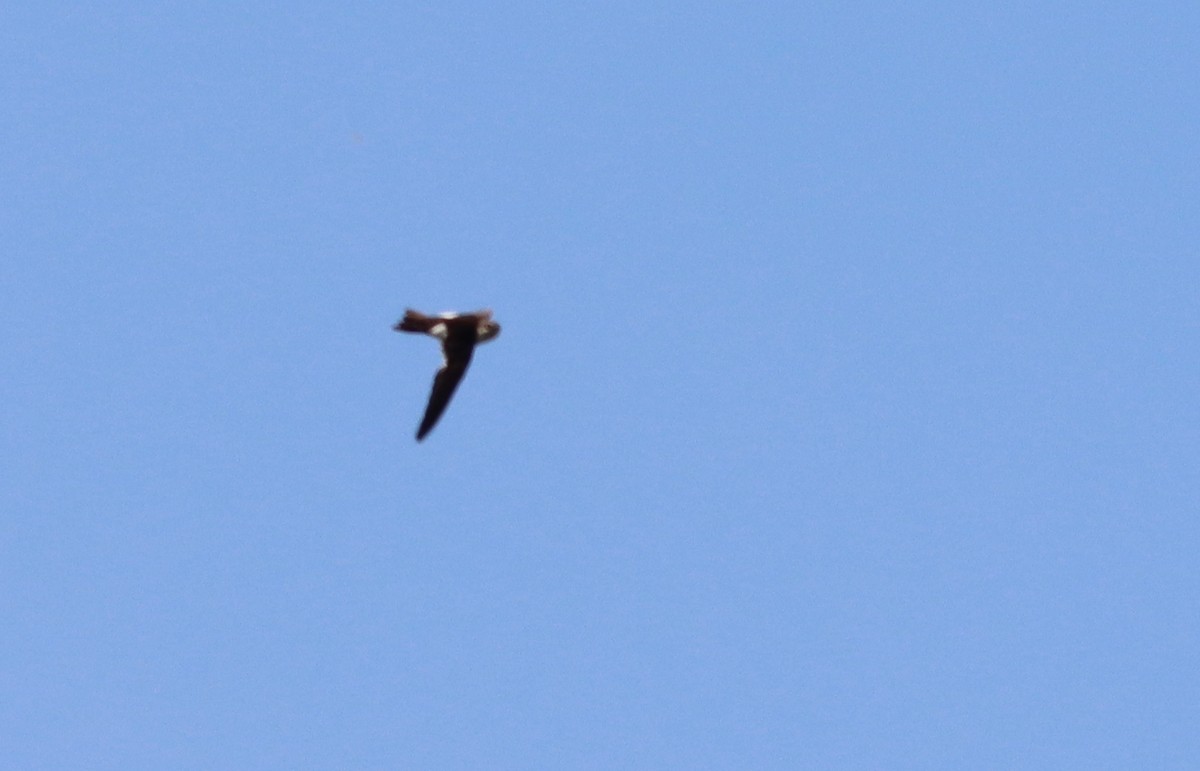 White-throated Swift - ML585352251